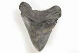 Fossil Megalodon Tooth - South Carolina #196858-1